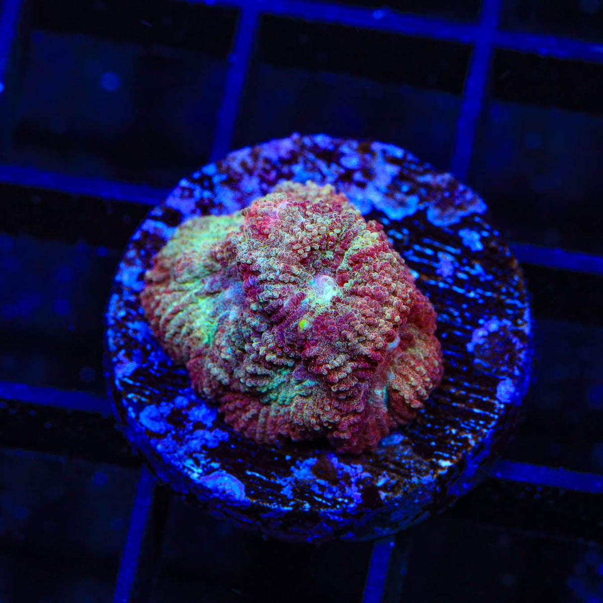 TSA Cinnamon Apple Favia Coral