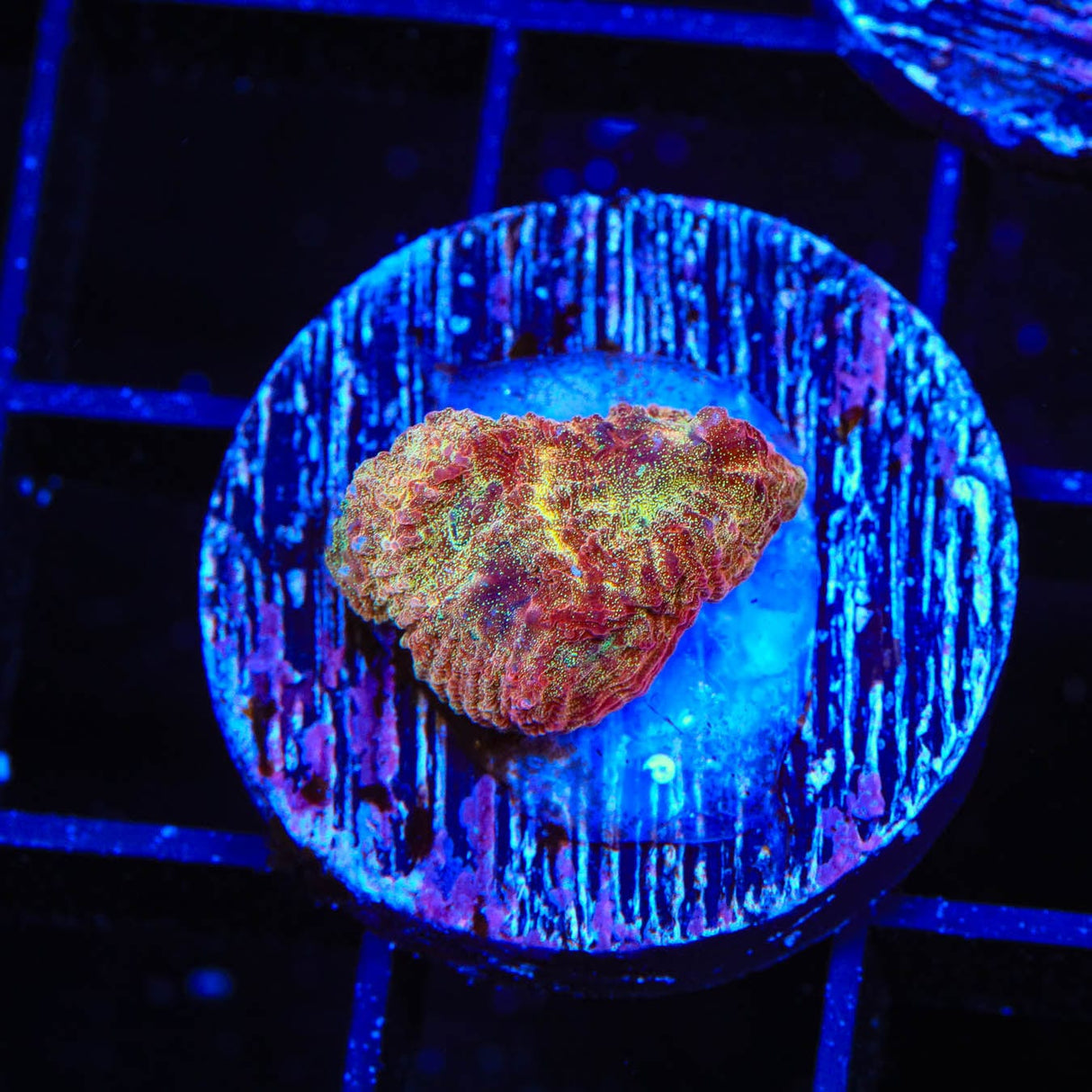 TSA Cinnamon Apple Favia Coral