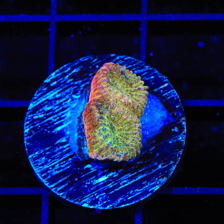 TSA Cinnamon Apple Favia Coral