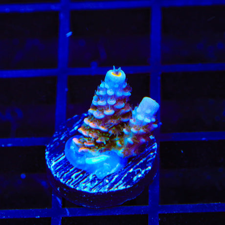 TSA Circus Freak Tenuis Acropora Coral