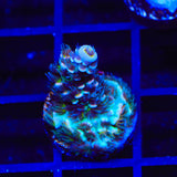 TSA Circus Freak Tenuis Acropora Coral