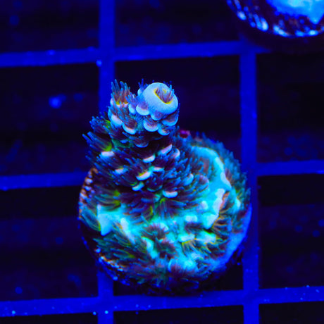 TSA Circus Freak Tenuis Acropora Coral
