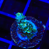TSA Circus Freak Tenuis Acropora Coral
