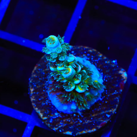 TSA Circus Freak Tenuis Acropora Coral