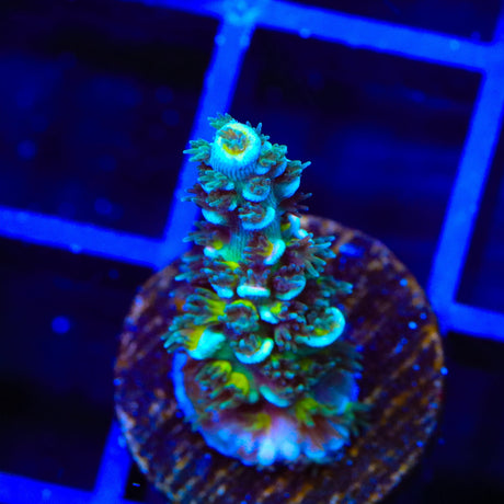 TSA Circus Freak Tenuis Acropora Coral