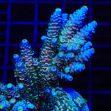 TSA Circus Freak Tenuis Acropora Coral