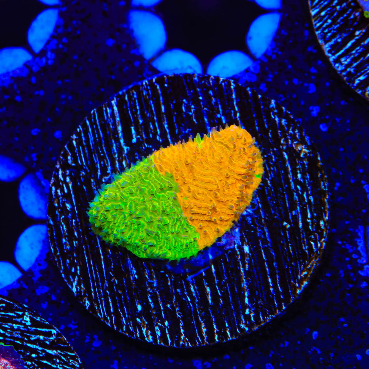 TSA Citrus Blast Grafted Lithophyllon Coral