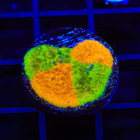 TSA Citrus Blast Grafted Lithophyllon Coral