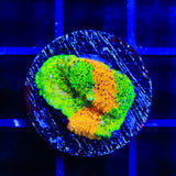 TSA Citrus Blast Grafted Lithophyllon Coral