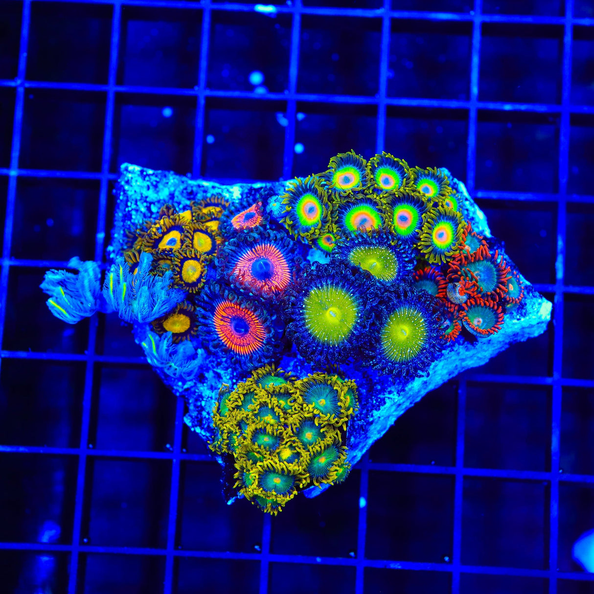 TSA Clove Polyps and Zoanthids Colony Combo Coral