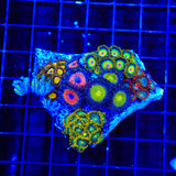 TSA Clove Polyps and Zoanthids Colony Combo Coral