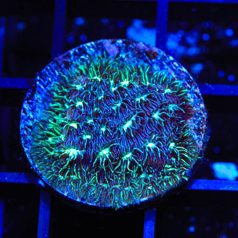 TSA Cloverfield Leptoseris Coral