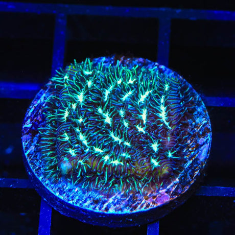 TSA Cloverfield Leptoseris Coral