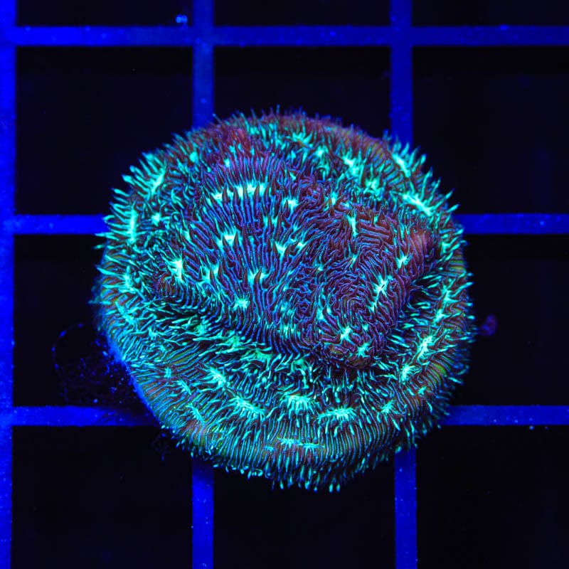 TSA Cloverfield Leptoseris Coral
