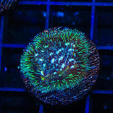 TSA Cloverfield Pavona Coral