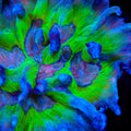 TSA Cloverfield Pectinia Coral