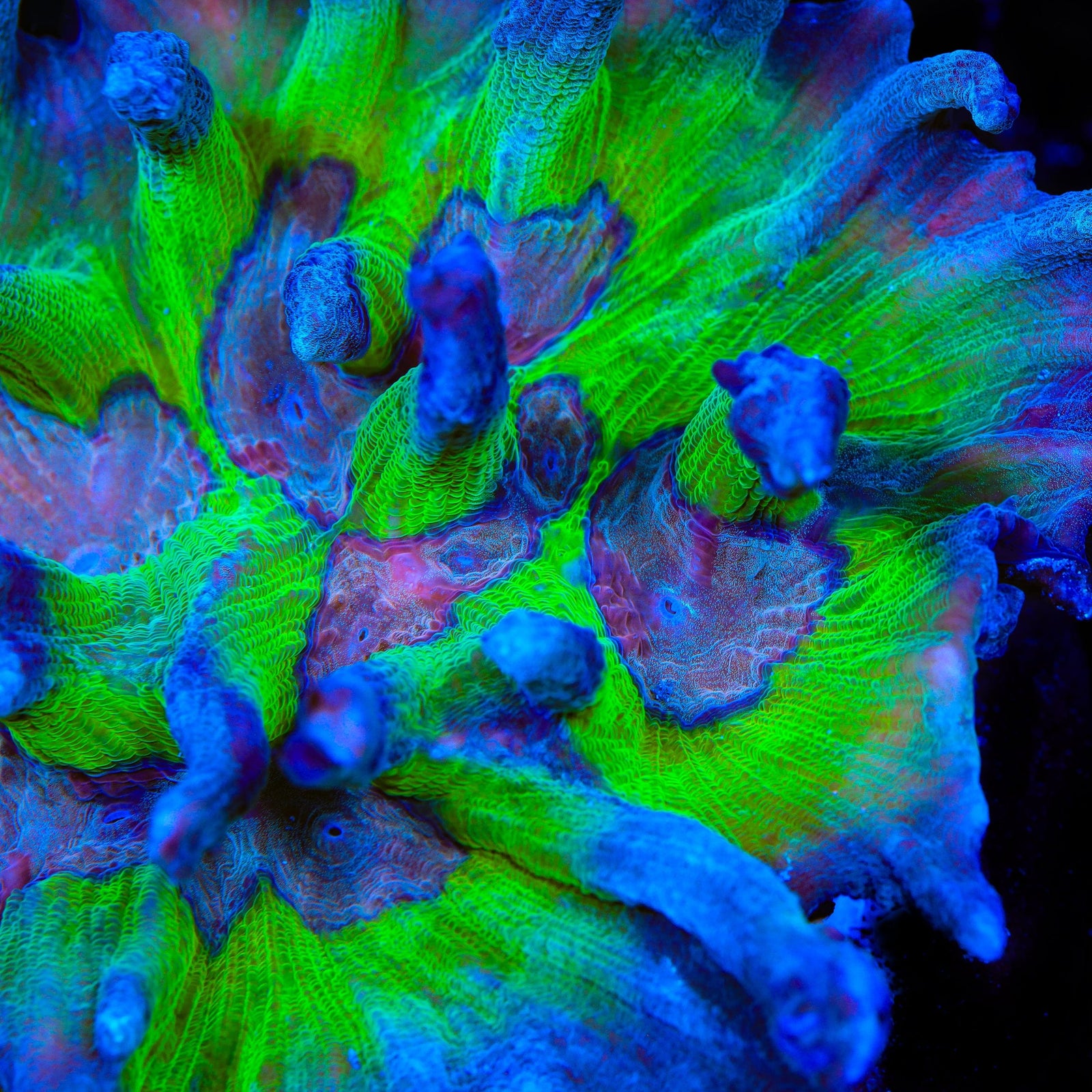 TSA Cloverfield Pectinia Coral