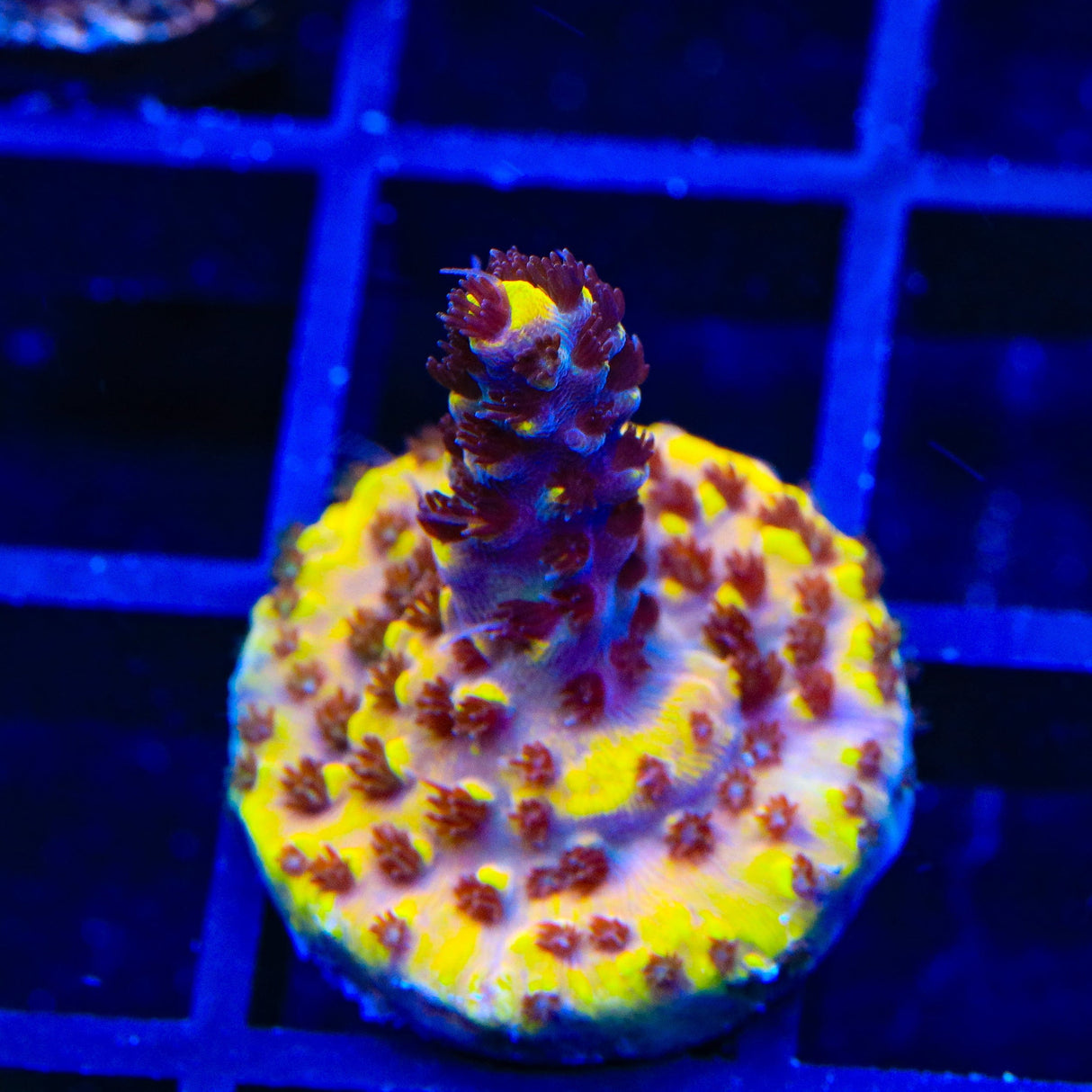 TSA Colonel Mustard Acropora Coral