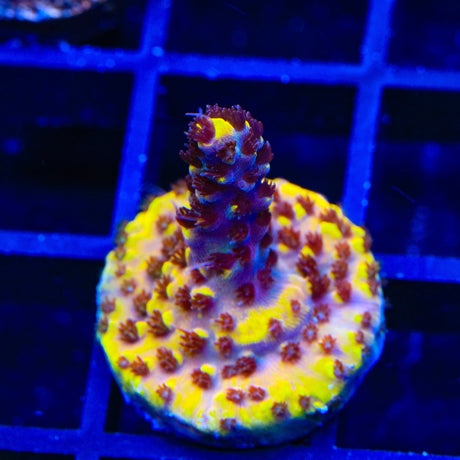 TSA Colonel Mustard Acropora Coral