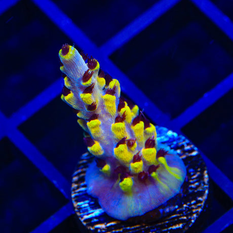 TSA Colonel Mustard Acropora Coral