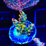 TSA Colonel Mustard Acropora Coral