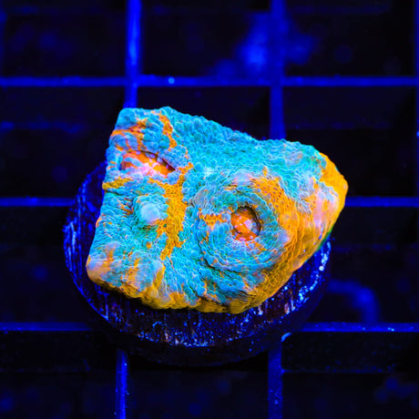 TSA Color Crash Chalice Coral