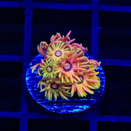 TSA Color Smash Goniopora Coral