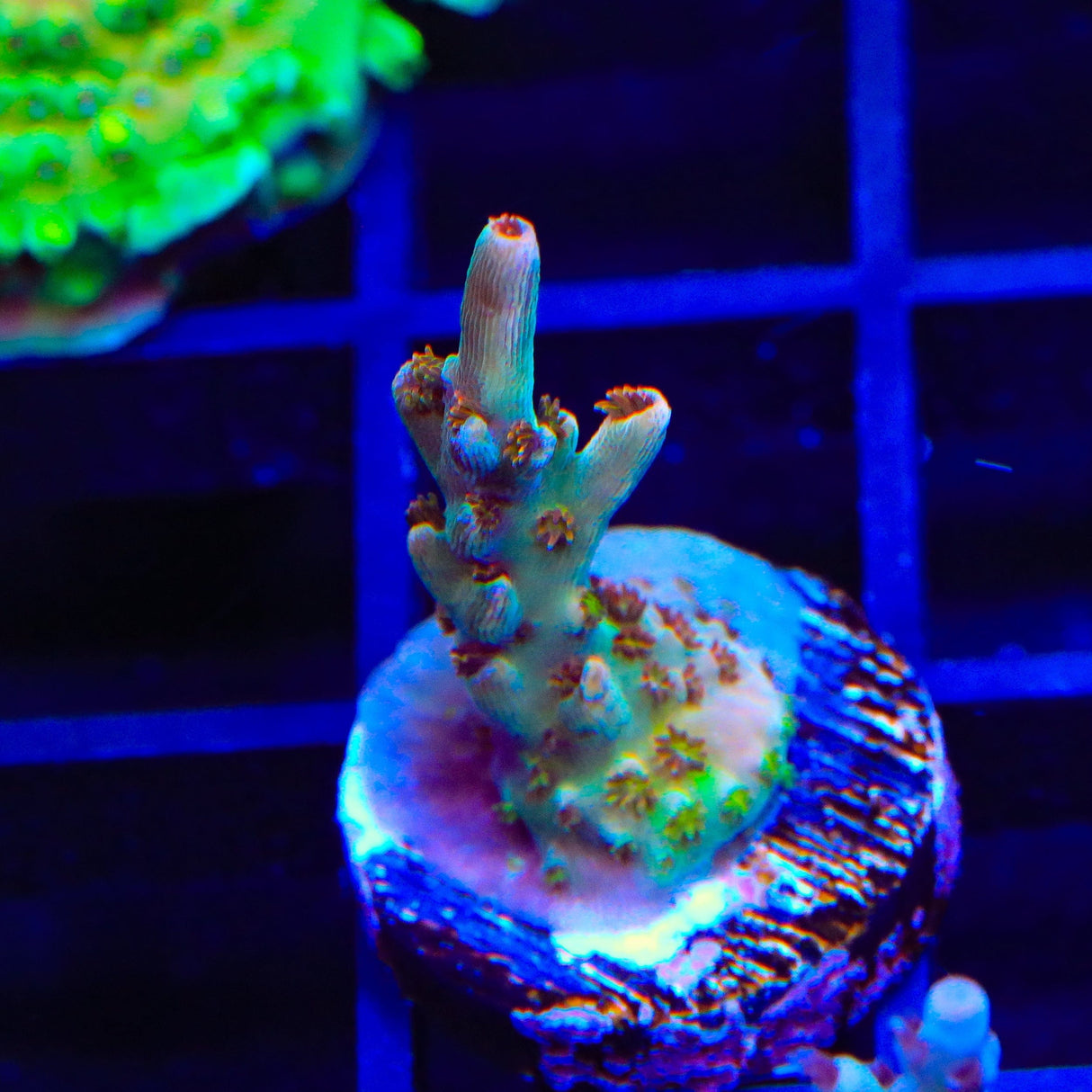 TSA Colt 45 Acropora Coral