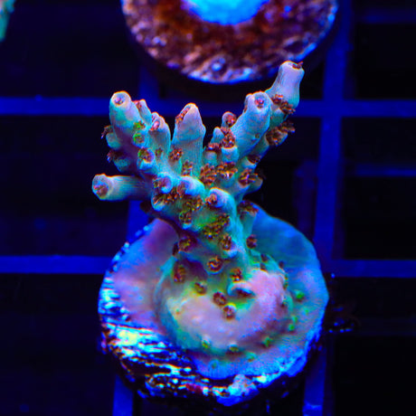 TSA Colt 45 Acropora Coral