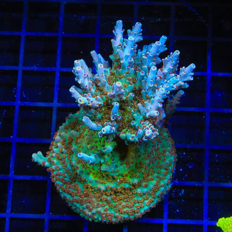 TSA Colt 45 Acropora Coral