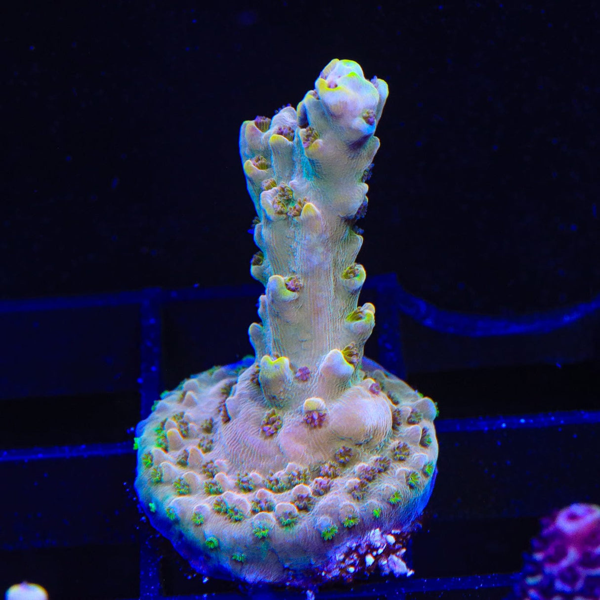 TSA Colt 45 Acropora Coral