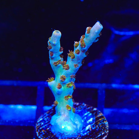 TSA Colt 45 Acropora Coral