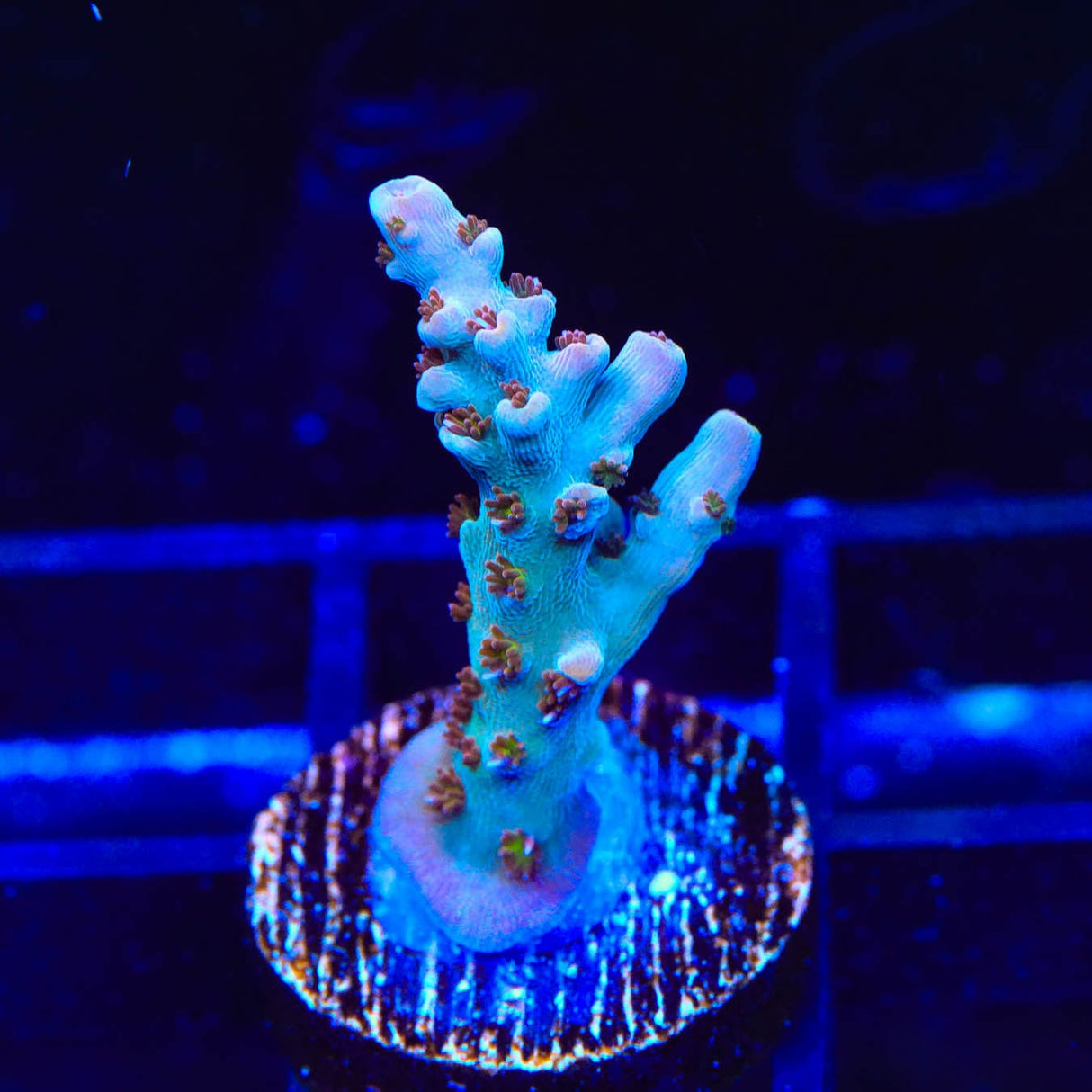 TSA Colt 45 Acropora Coral