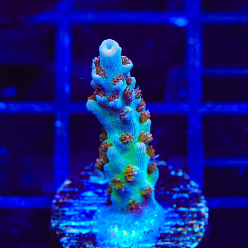 TSA Colt 45 Acropora Coral
