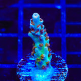TSA Colt 45 Acropora Coral