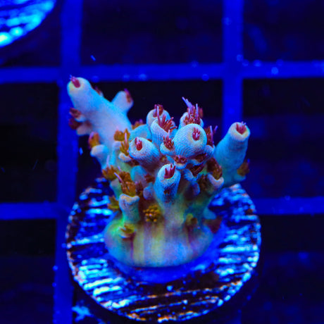 TSA Colt 45 Acropora Coral