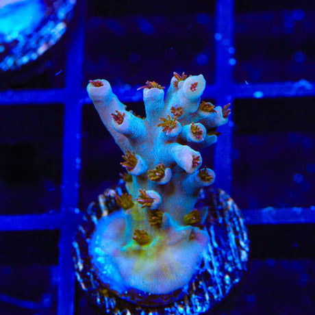 TSA Colt 45 Acropora Coral