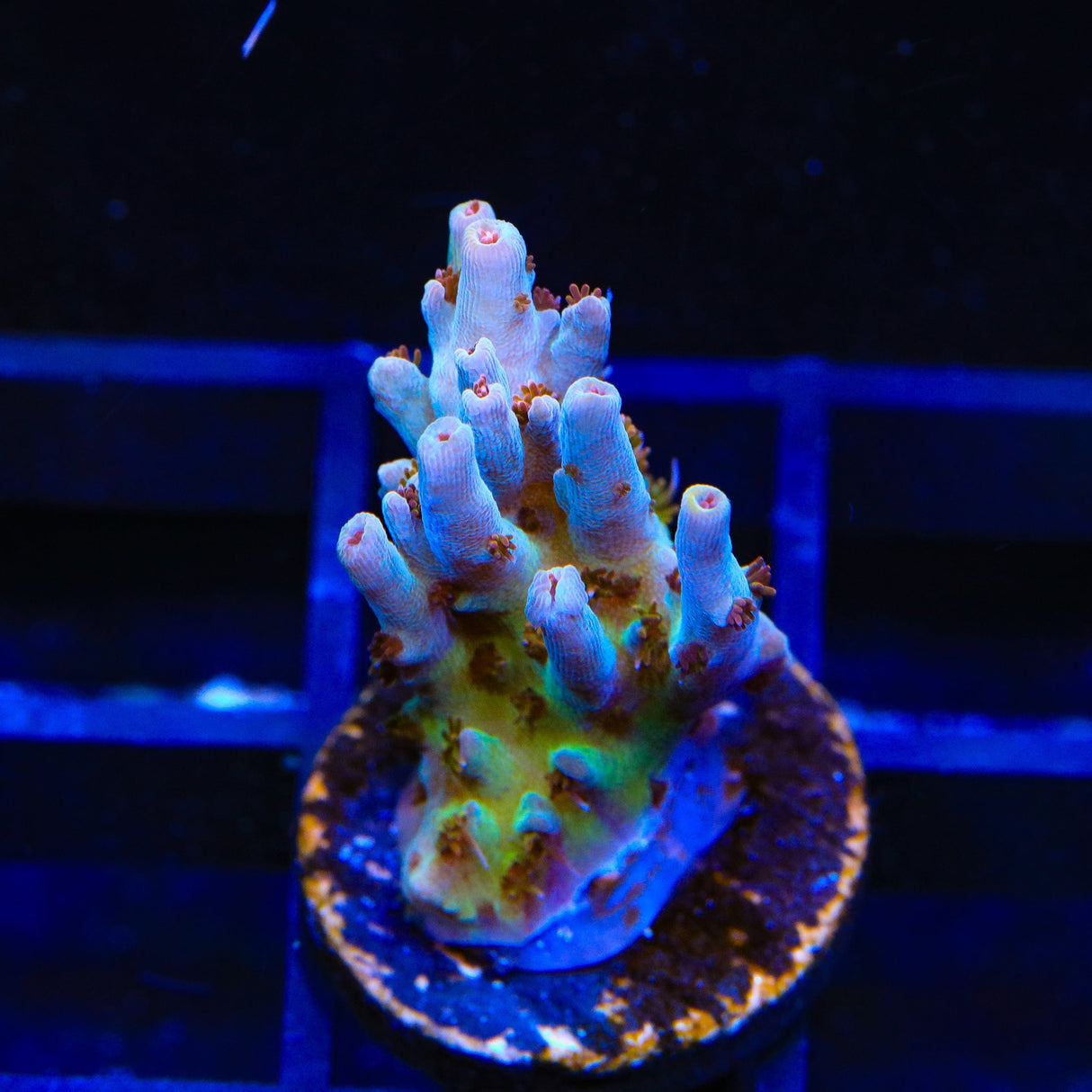 TSA Colt 45 Acropora Coral