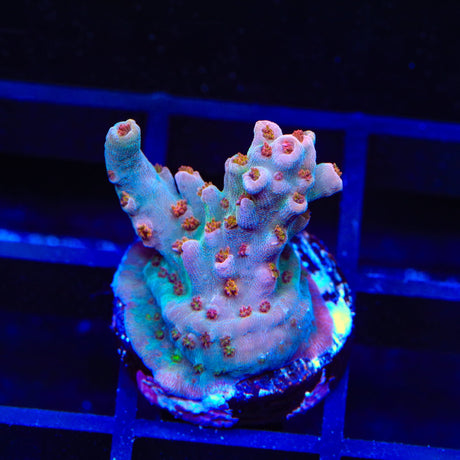 TSA Colt 45 Acropora Coral