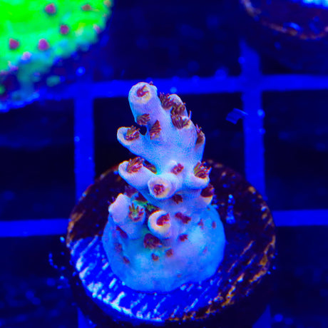 TSA Colt 45 Acropora Coral