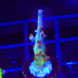 TSA Colt 45 Acropora Coral