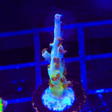 TSA Colt 45 Acropora Coral