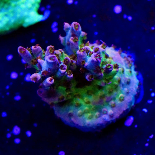 TSA Colt 45 Acropora Coral