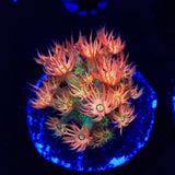 TSA Confetti Popper Goniopora Coral