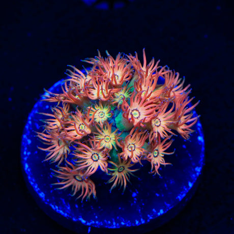 TSA Confetti Popper Goniopora Coral
