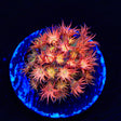 TSA Confetti Popper Goniopora Coral