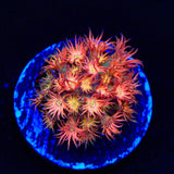 TSA Confetti Popper Goniopora Coral
