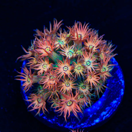 TSA Confetti Popper Goniopora Coral