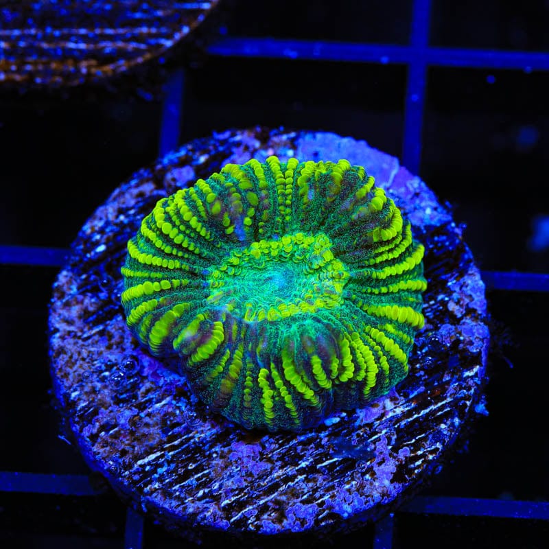 TSA Corn Maze Favia Coral