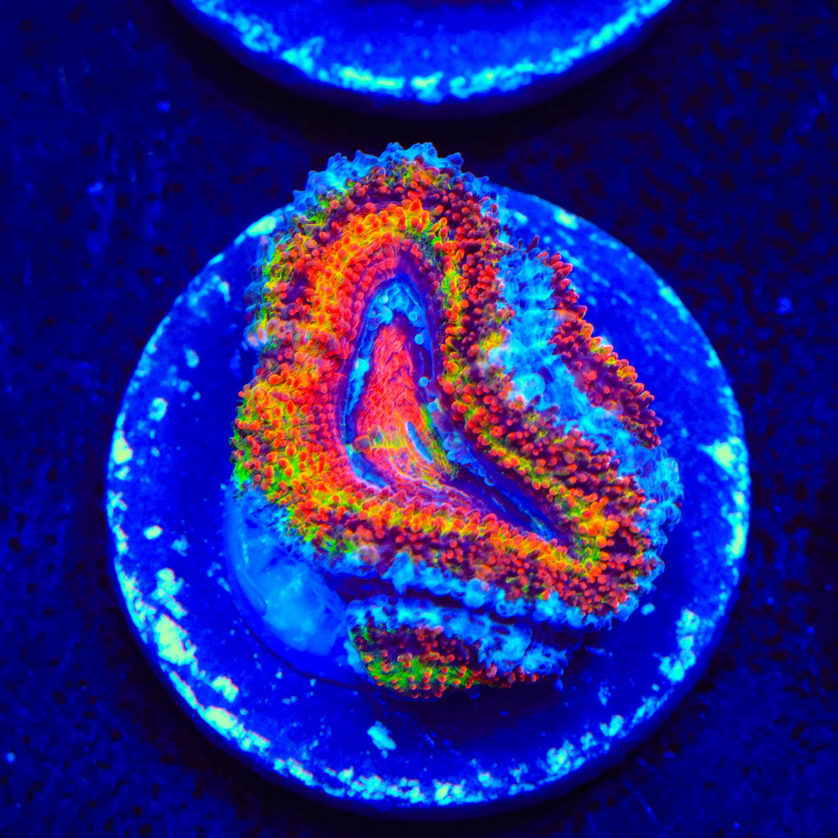 TSA Cosmic Dip Acan Coral